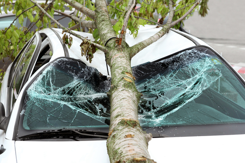 Falling Tree Limbs | Windshield Repair