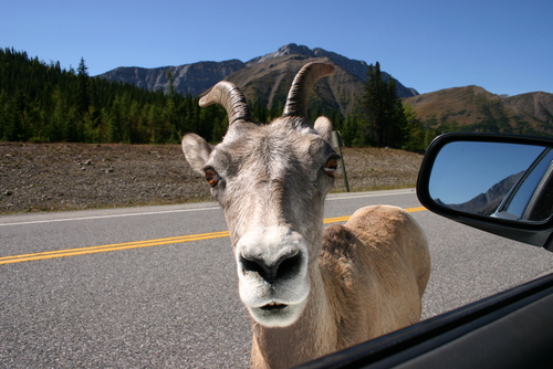 Trapped by a Goat | Windshield Repair